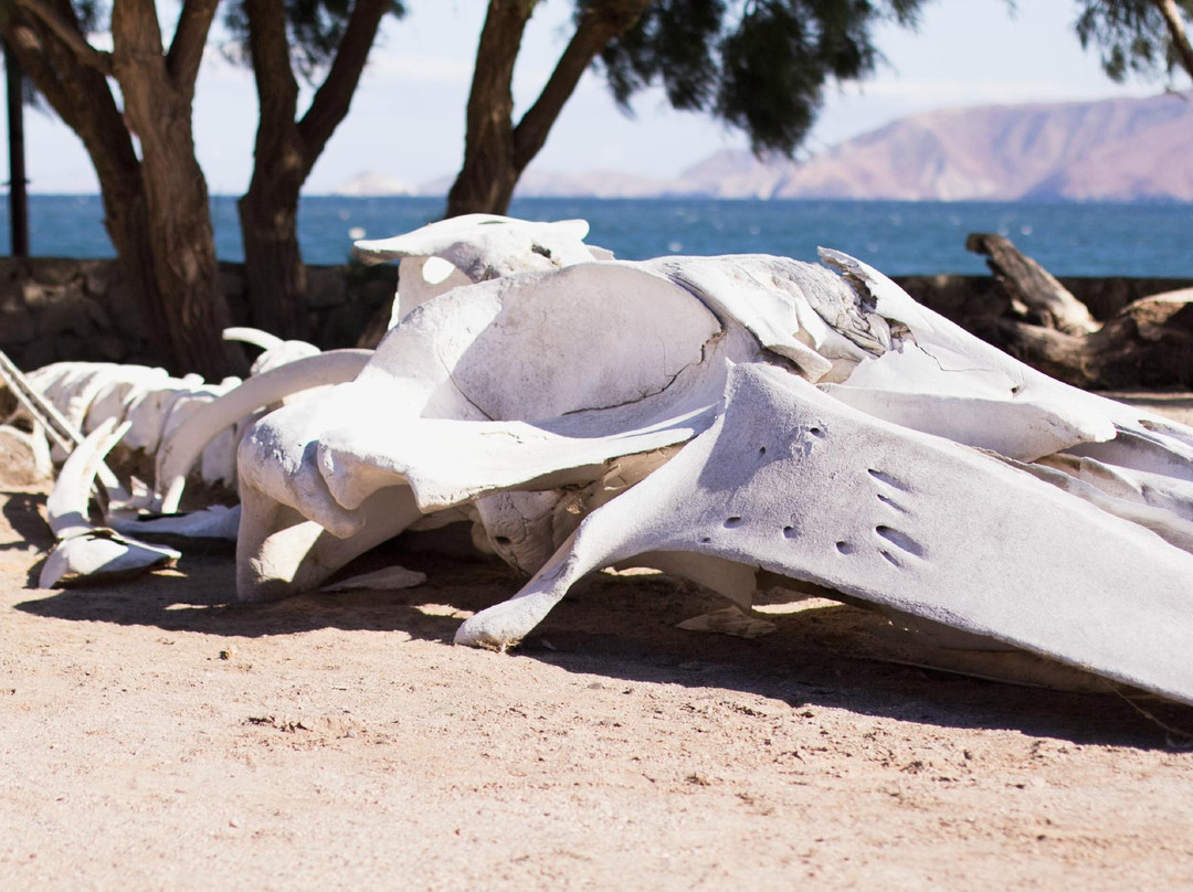 Guillermo's Hotel主图