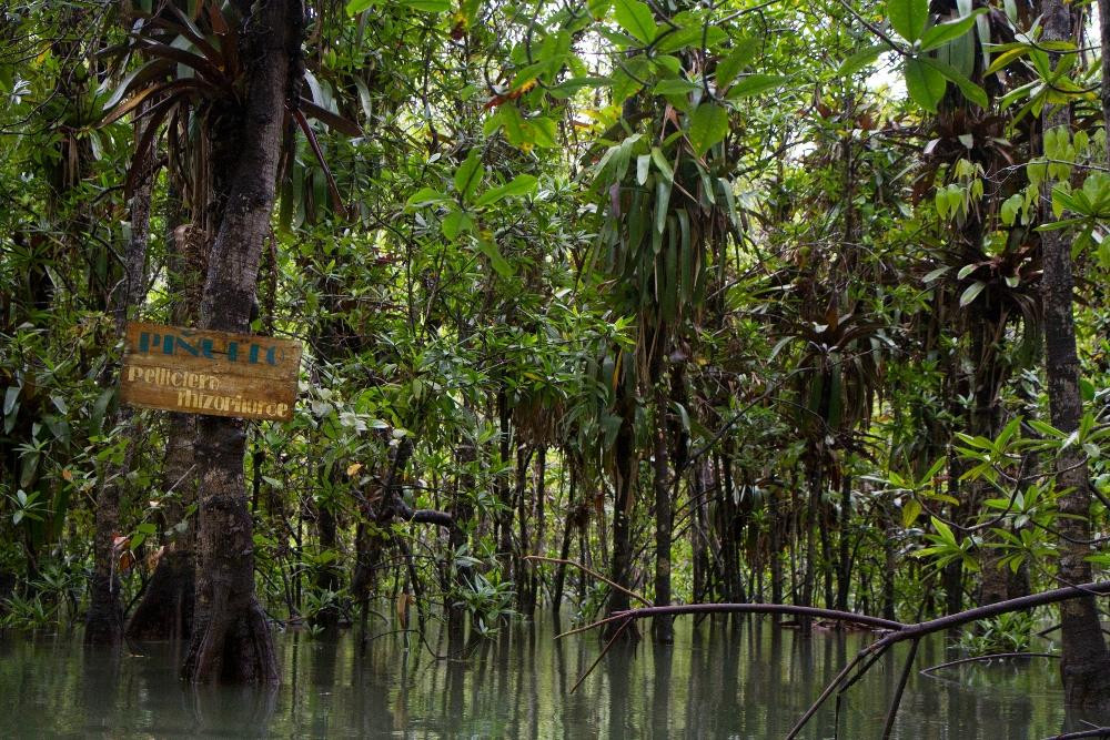 Coqui Mangrove Tour景点图片