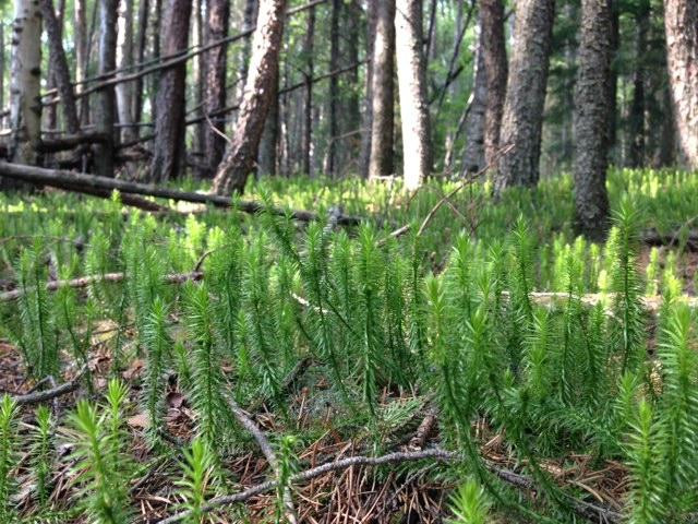 Duck Mountain Provincial Park-曼尼托巴省必去景点