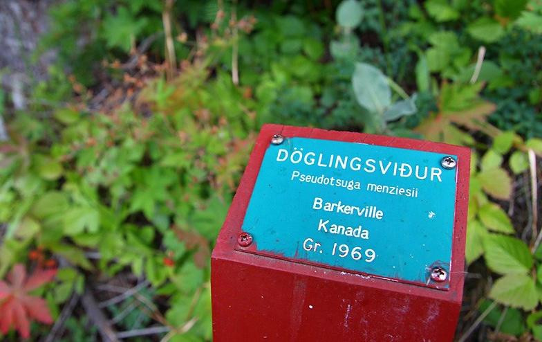 Hallormsstadur Forestry Reserve-埃伊尔斯塔济必去景点