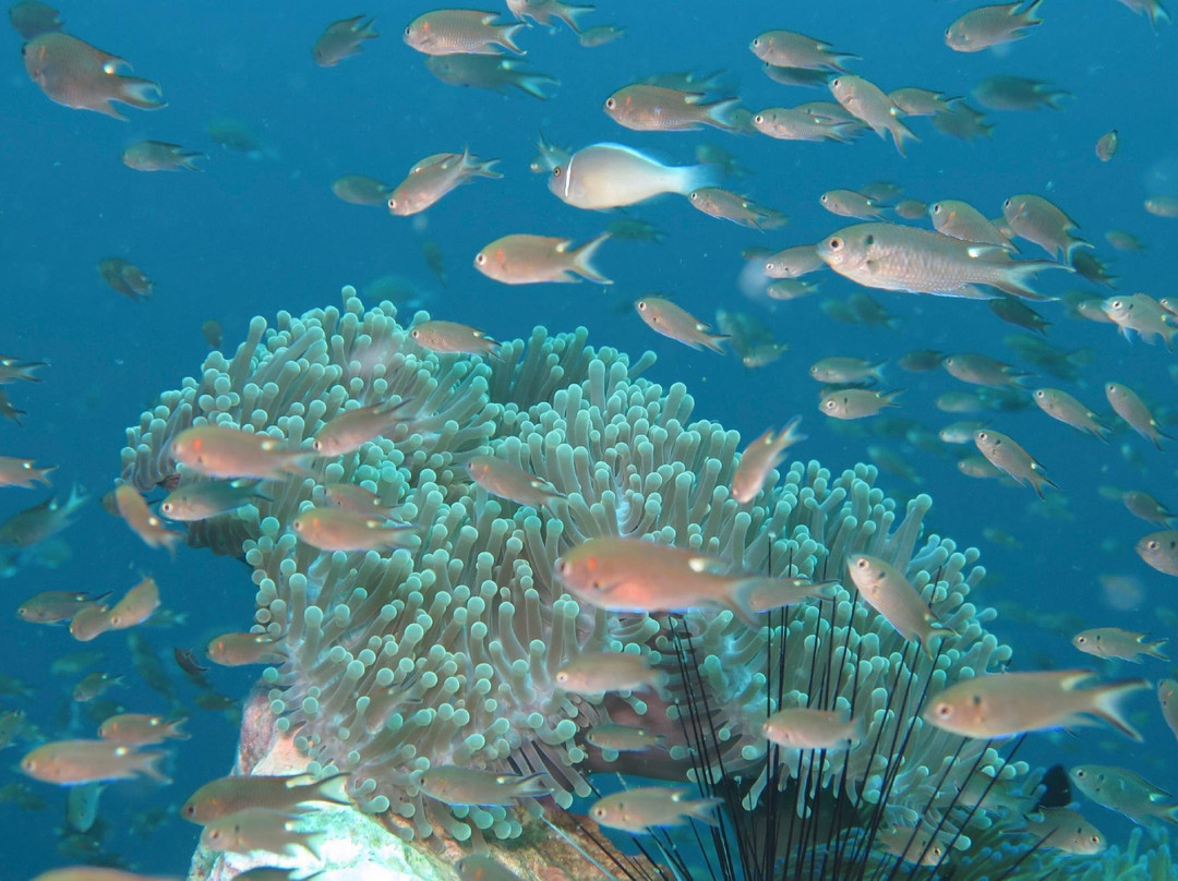 探索潜水中心-波普特必去景点