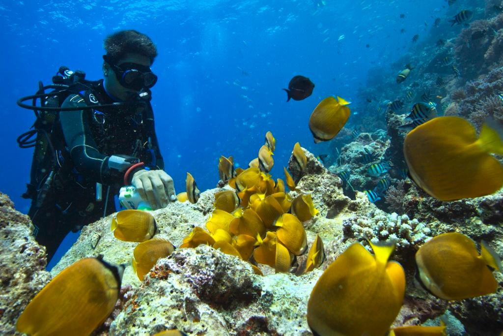 Buccaneer Diving-帕杰必去景点