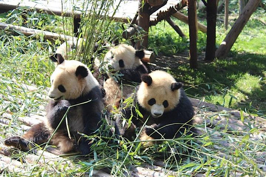 Chengdu Tour Guide Haba-成都必去景点