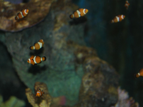 普吉水族馆-普吉岛必去景点