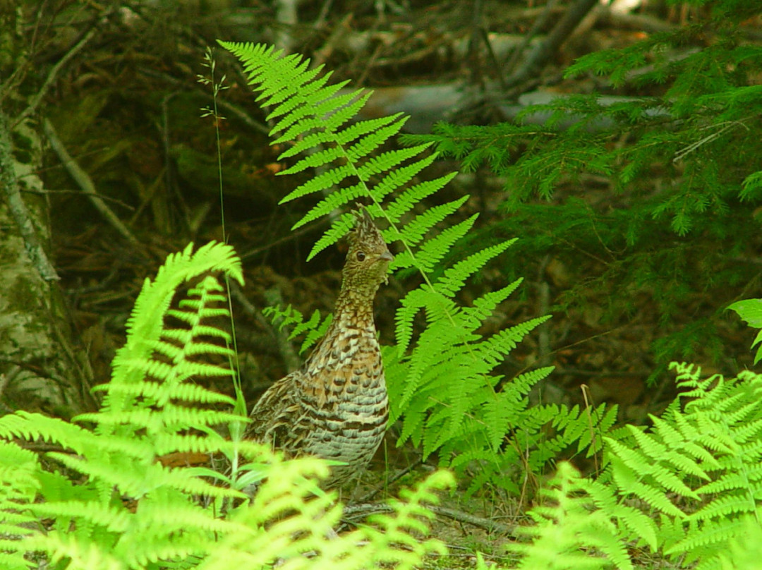 Downeast Lakes Land Trust-Grand Lake Stream必去景点