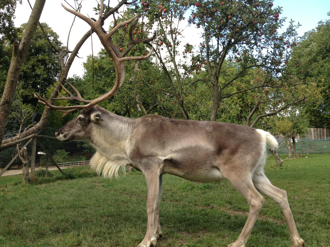 Prinknash Bird And Deer Park-Cranham必去景点