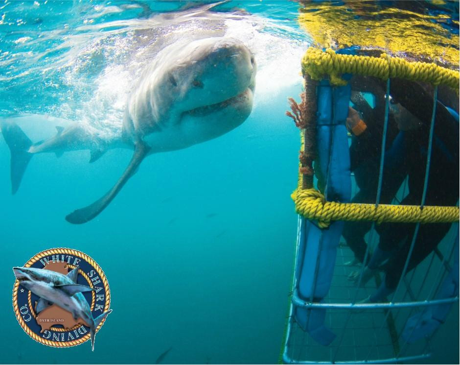 White Shark Diving Company景点图片