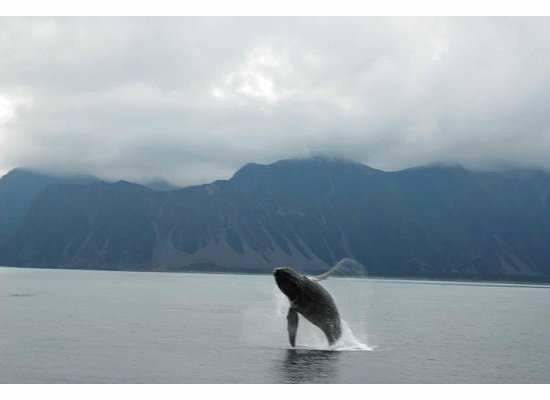 Kenai Fjords Tours-苏厄德必去景点