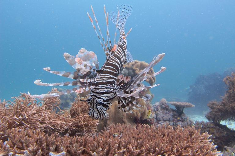 Sea Sanctuaries Trust-四王岛必去景点