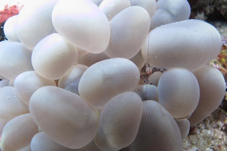 Sea Sanctuaries Trust-四王岛必去景点