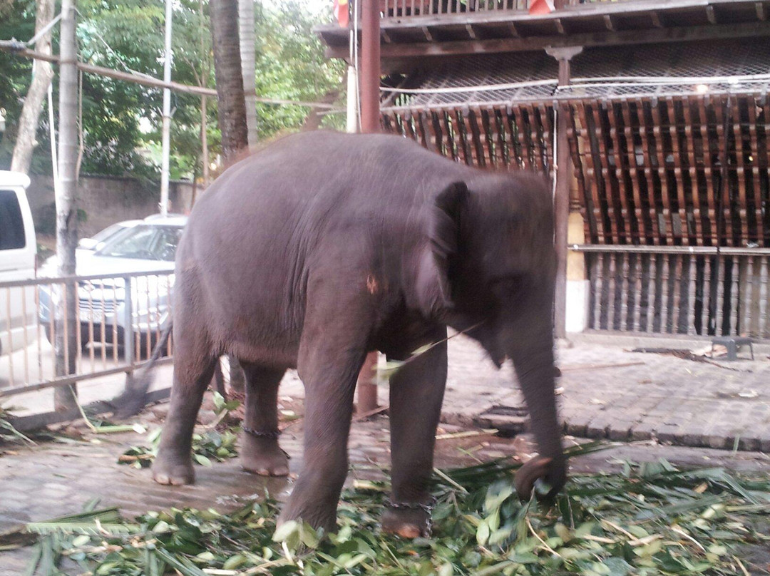 拉玛耶佛寺-科伦坡必去景点