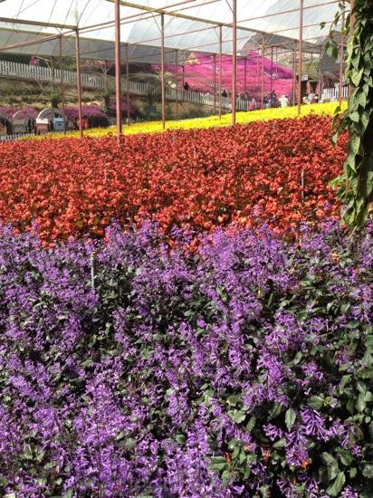 Cameron Lavender景点图片