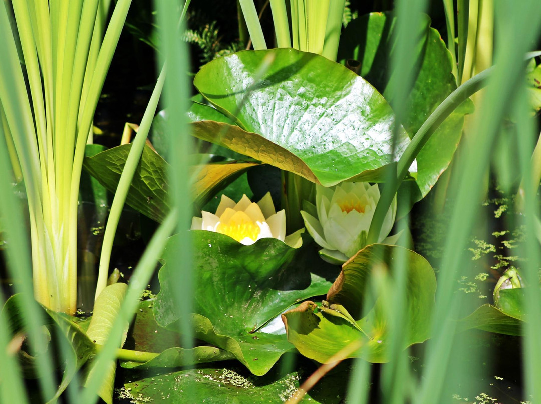 Dhu Varren Garden-Milltown必去景点