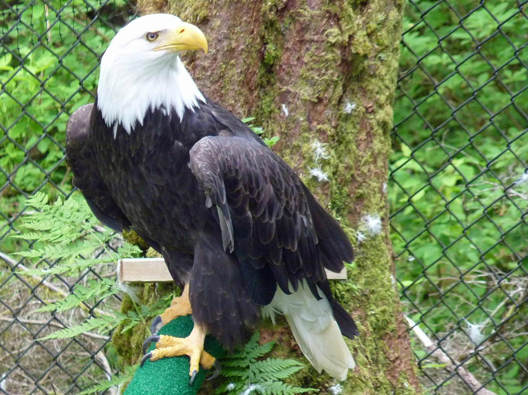 Alaska Raptor Center-锡特卡必去景点