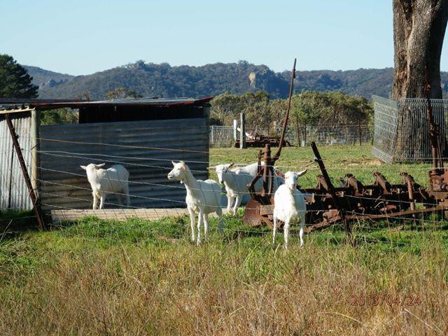 Jannei Goat Dairy景点图片