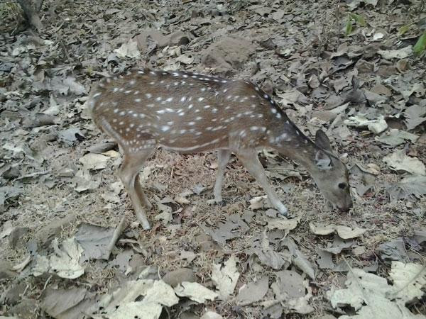 Deer Park景点图片