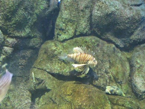 Istanbul Sea Life Aquarium-伊斯坦布尔必去景点