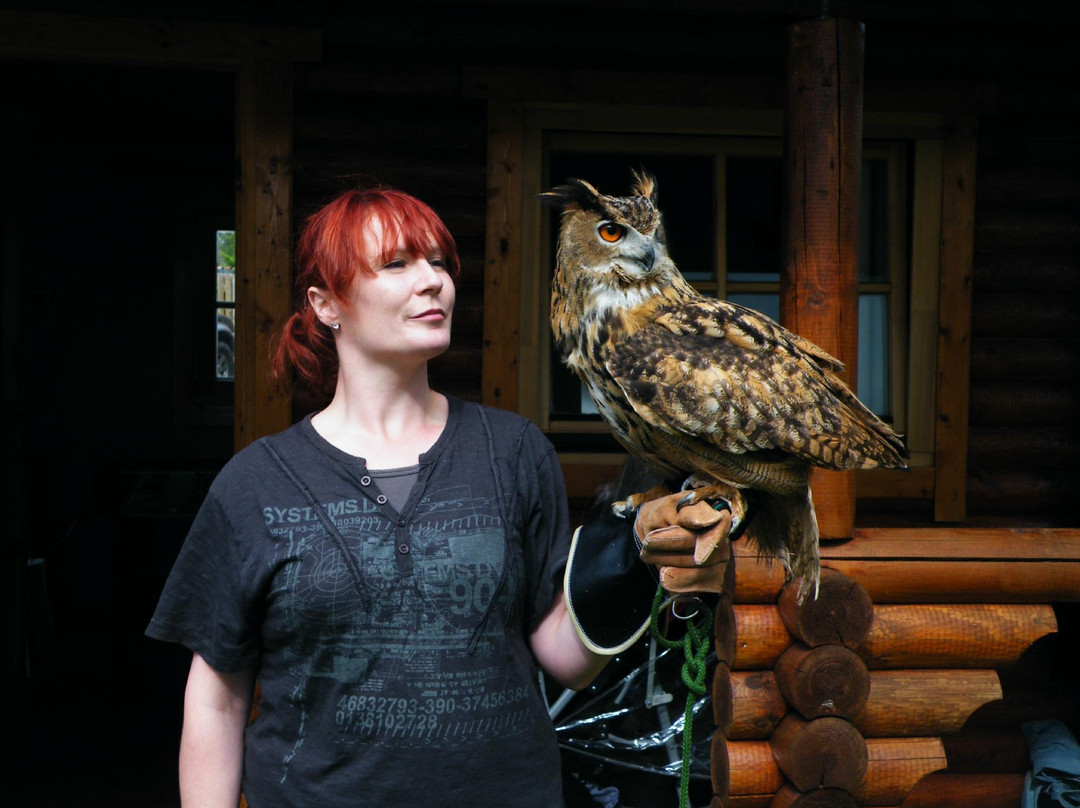 Woodlands Falconry and Bird of Prey Centre.-Tullow必去景点