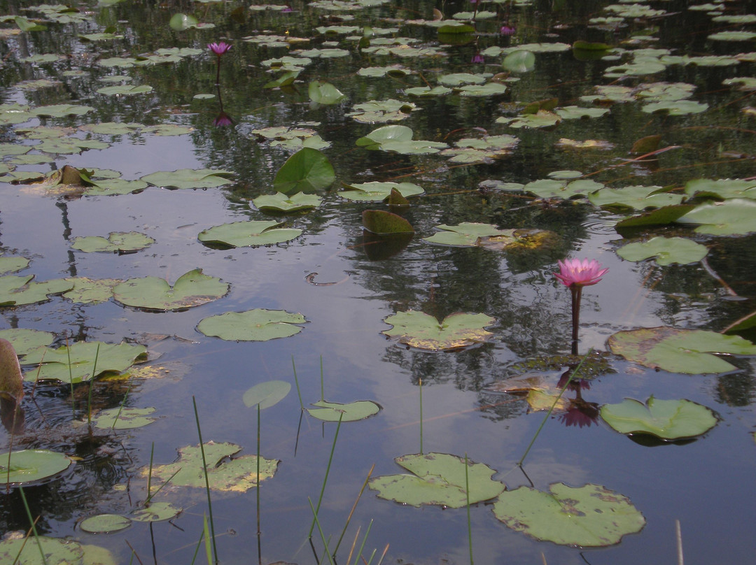 Lunuganga Garden Tour景点图片