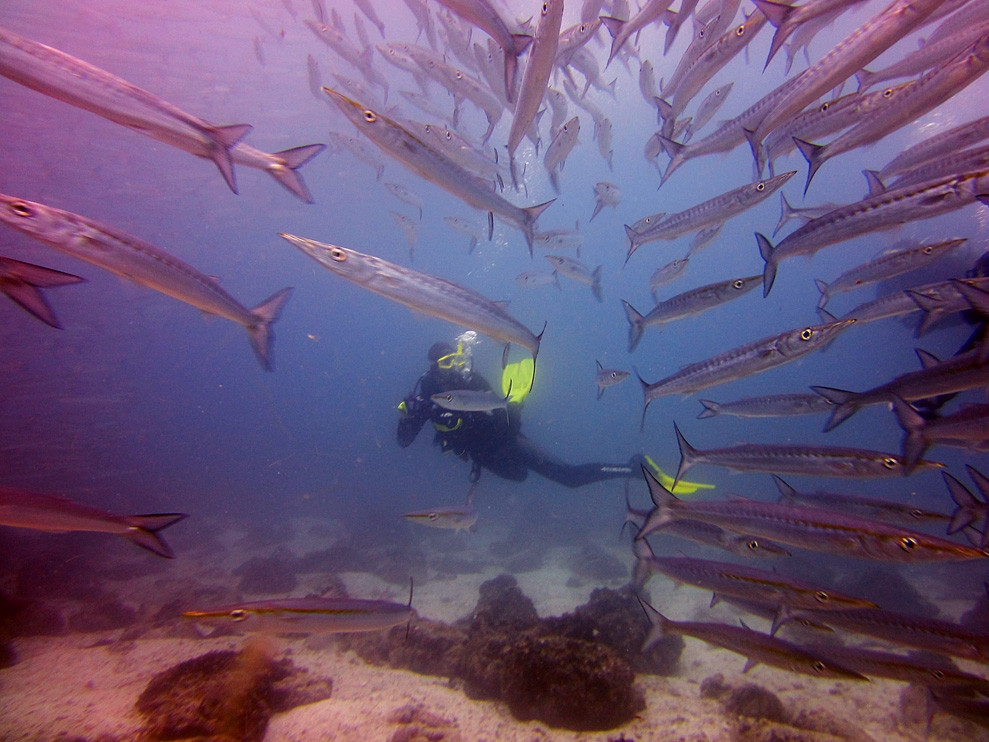 Scuba Iguana-阿约拉港必去景点