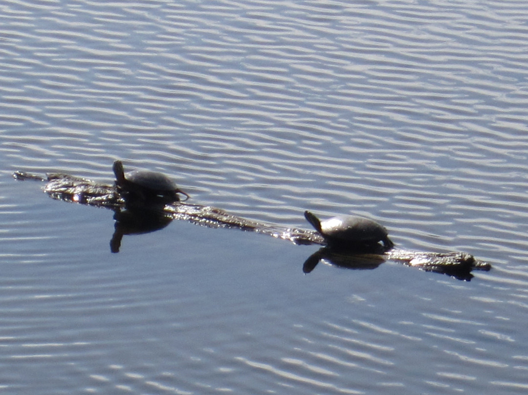 Sheldon Marsh State Nature Preserve-Huron必去景点