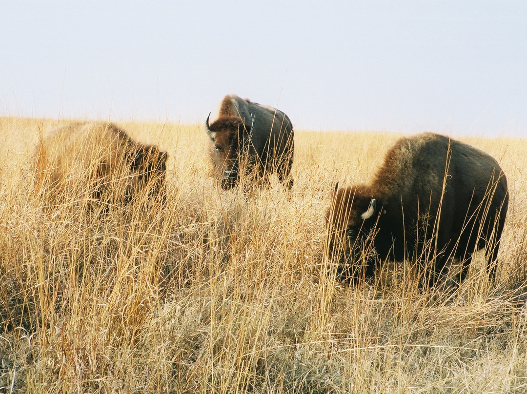 Joseph H. Williams Tallgrass Prairie Preserve-Pawhuska必去景点