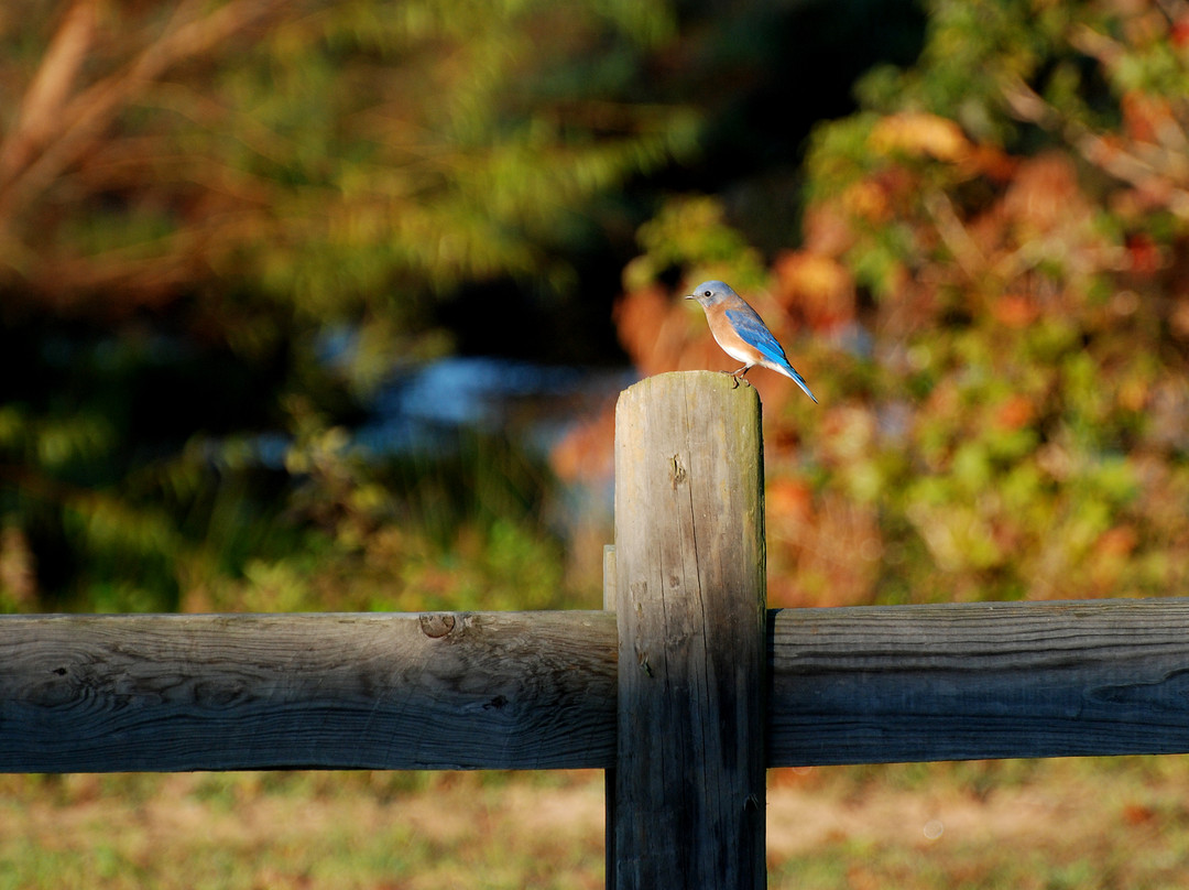 Pine Grove Cottages主图