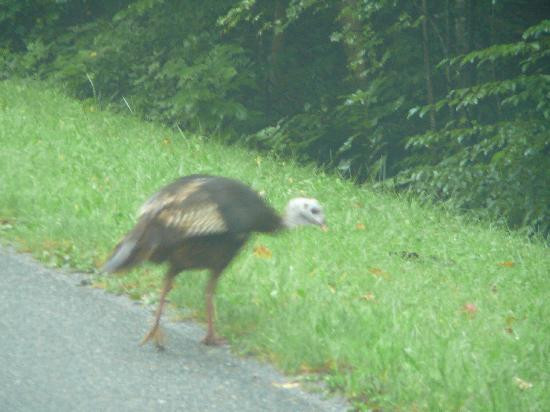 Little River Road-大雾山国家公园必去景点