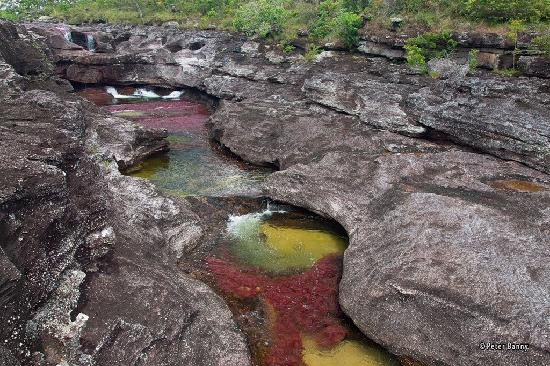Cano Cristales-La Macarena必去景点