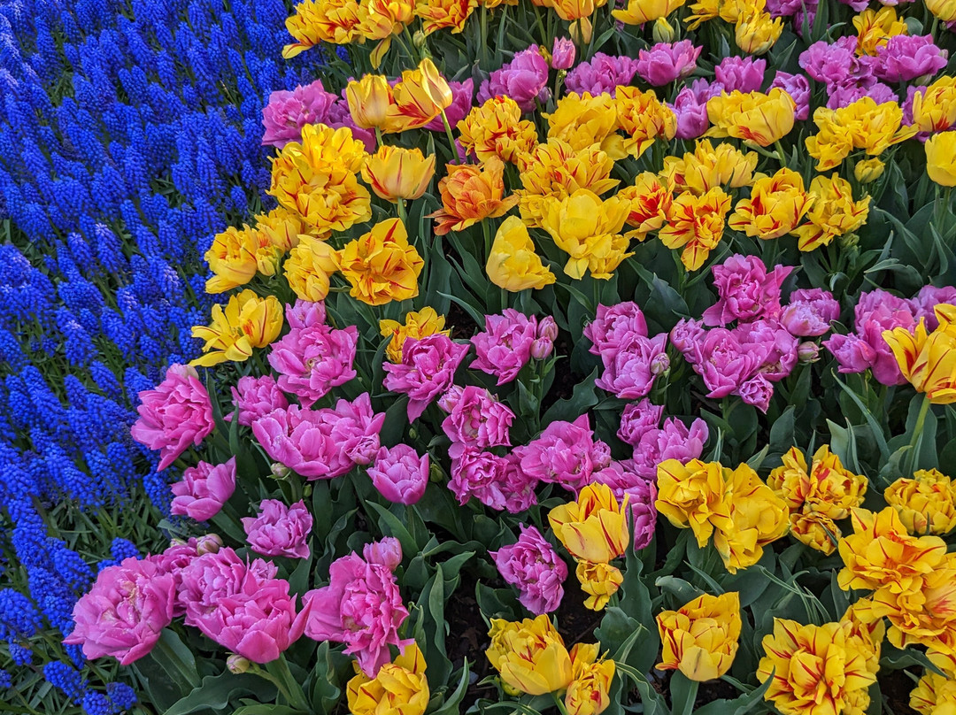Skagit Valley Tulip Festival景点图片