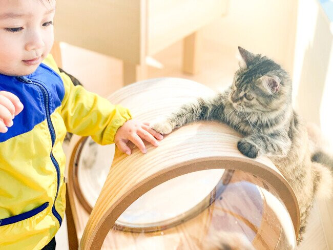 Cat Café MOFF Aeon Mall Toyokawa-丰川市必去景点
