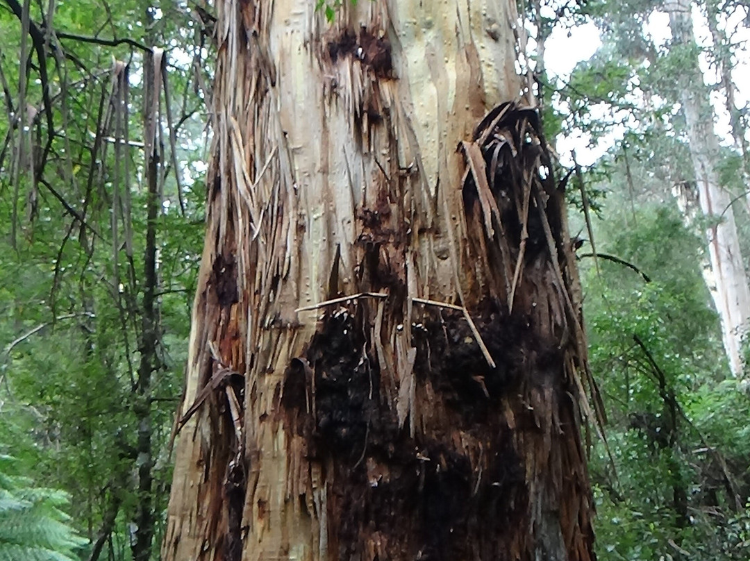 Henderson Falls-洛恩必去景点