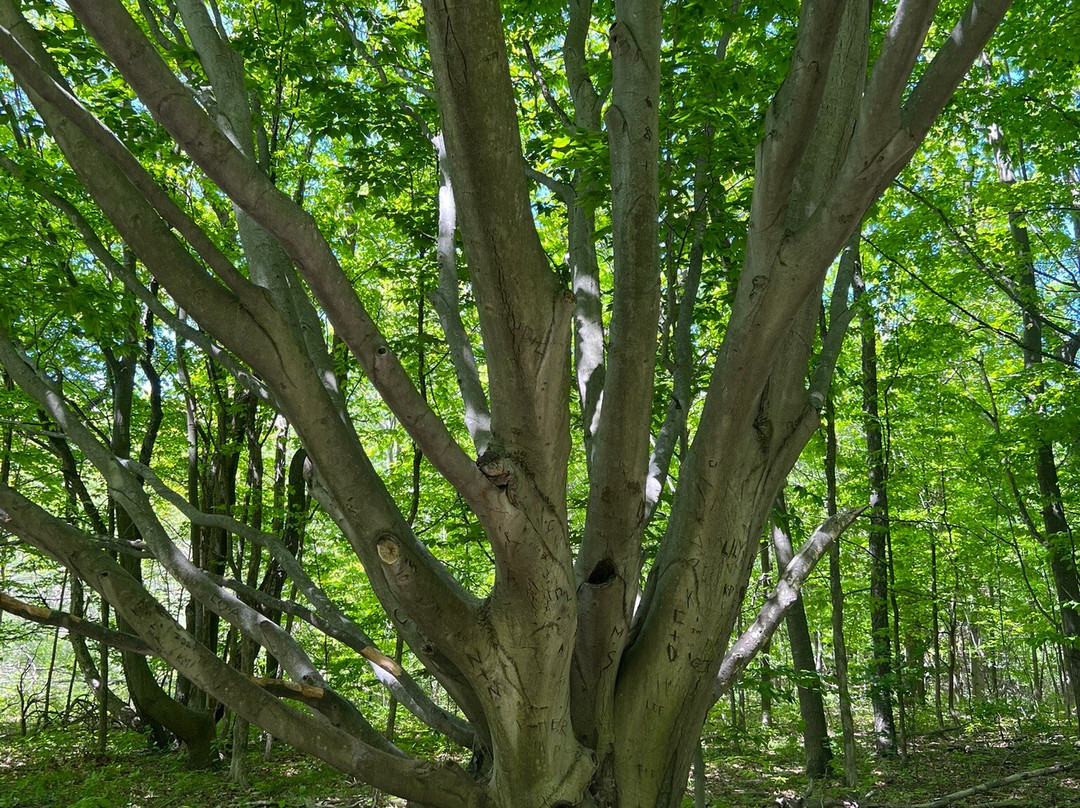 Arcadia Dunes CS Mott Nature Preserve-Arcadia必去景点