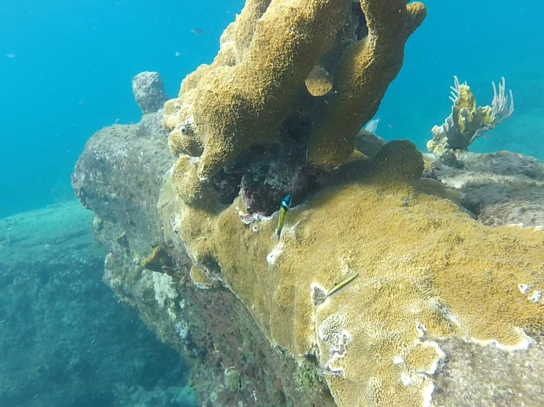 Snorkeling Antigua W.I.景点图片