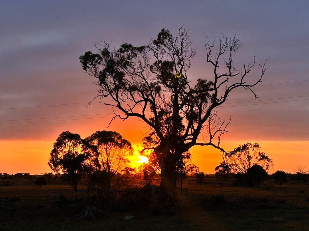 Barossa Valley Ballooning景点图片