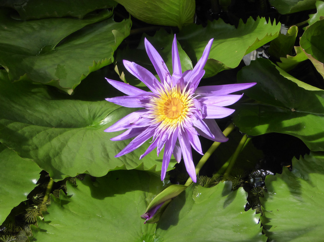 Botanischer Garten-耶拿必去景点
