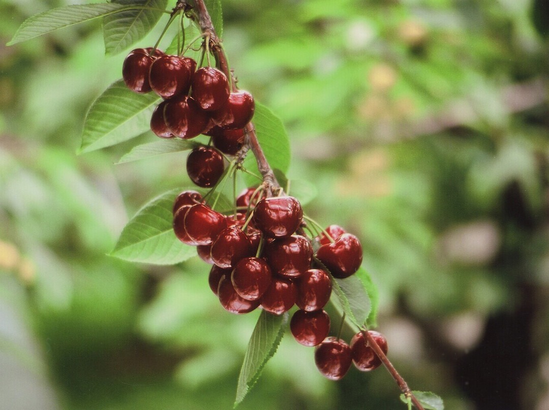 Ohashi Cherry Farm-芦别市必去景点