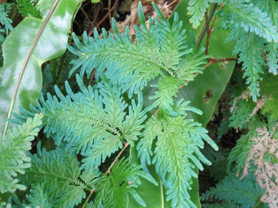 Heritage & Interpretive Tours-Daintree必去景点