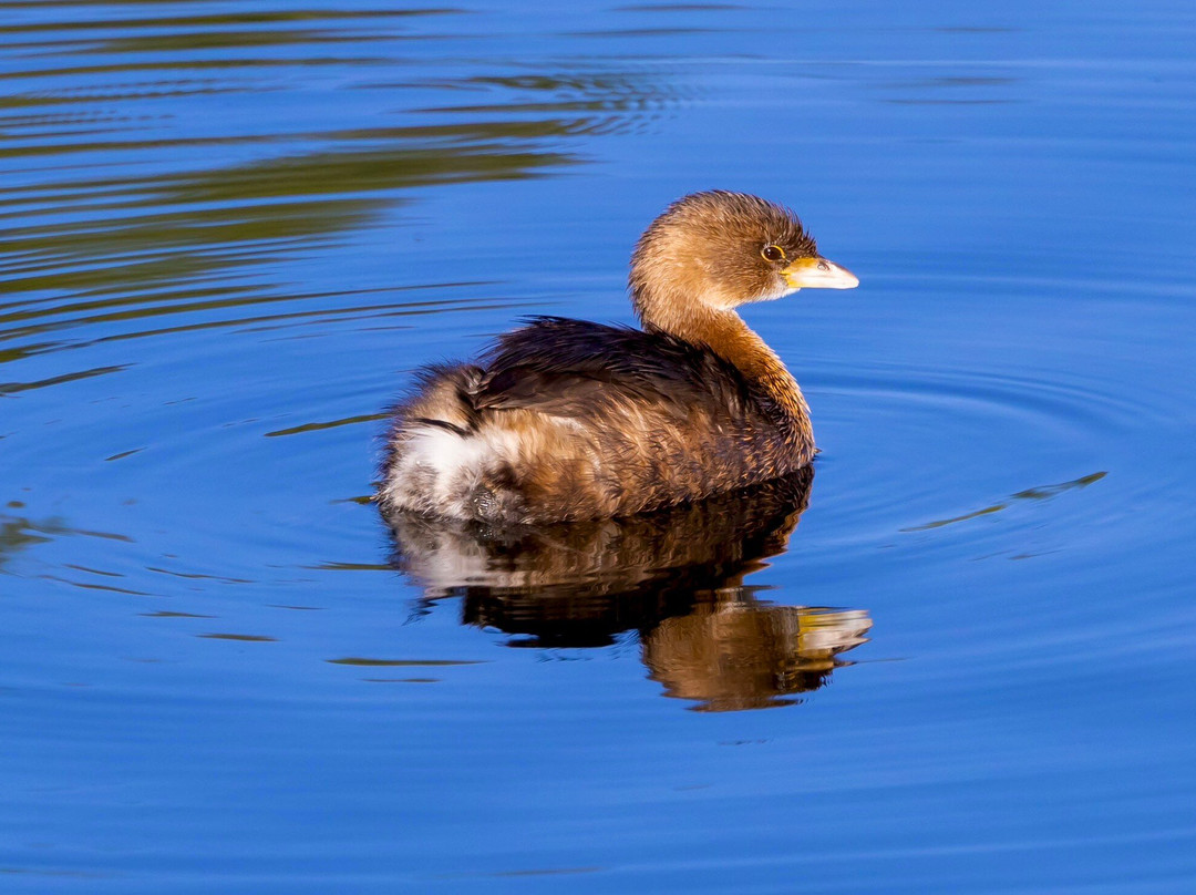 Frank G. Bonelli Regional Park-圣迪马斯必去景点