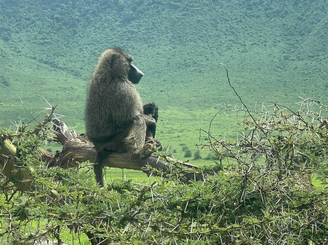 Asilia-Ngorongoro必去景点