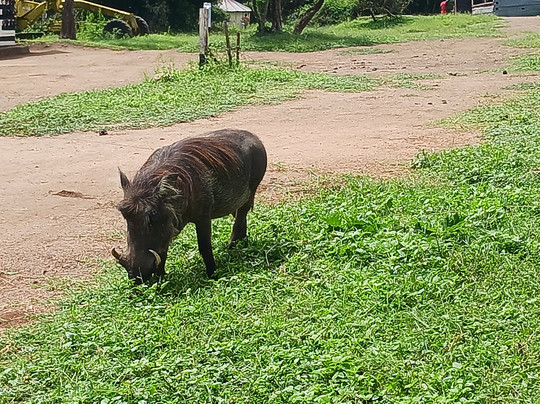 Bashem Safaris Tours and Travel-渥太华必去景点