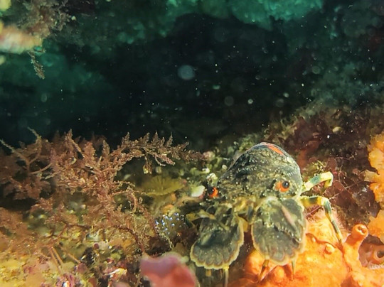 Cipreia Dive Club-塞新布拉必去景点