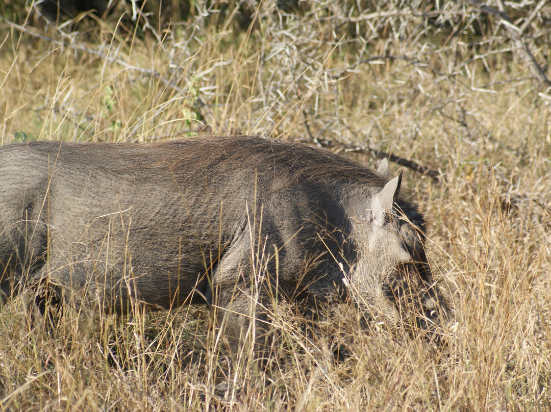 Lihlosi Safari and Touring-马里兰必去景点