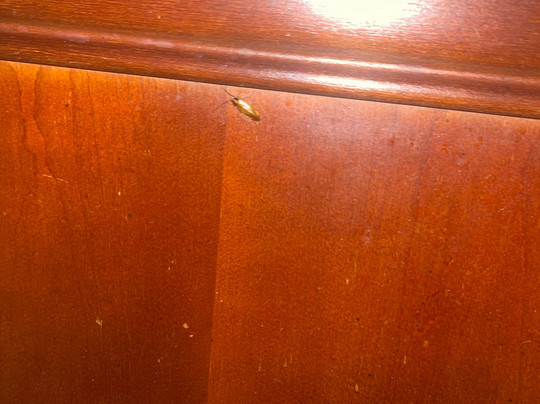 Americas Best Value Inn Tunica Resort主图