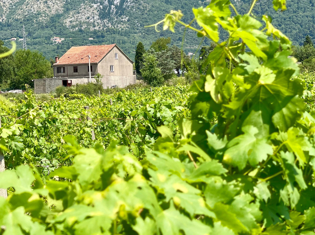 Winery Bratos景点图片
