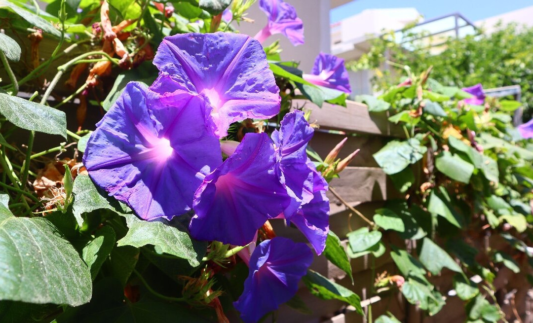 Kosmos A.G.K Studios-Apts主图