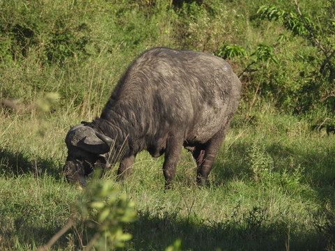 Big Cats Safari-那格浦尔必去景点