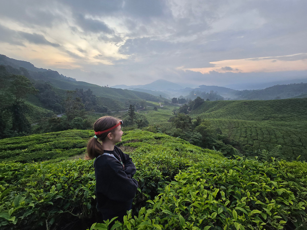 Mossy Cameron Travel & Tours SDN BHD-金马仑高原必去景点