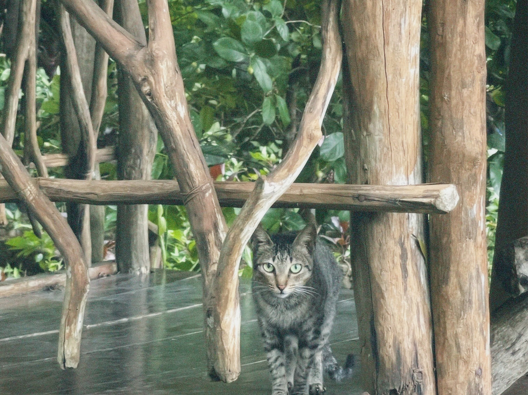 Sanctuaria Treehouses Busuanga主图