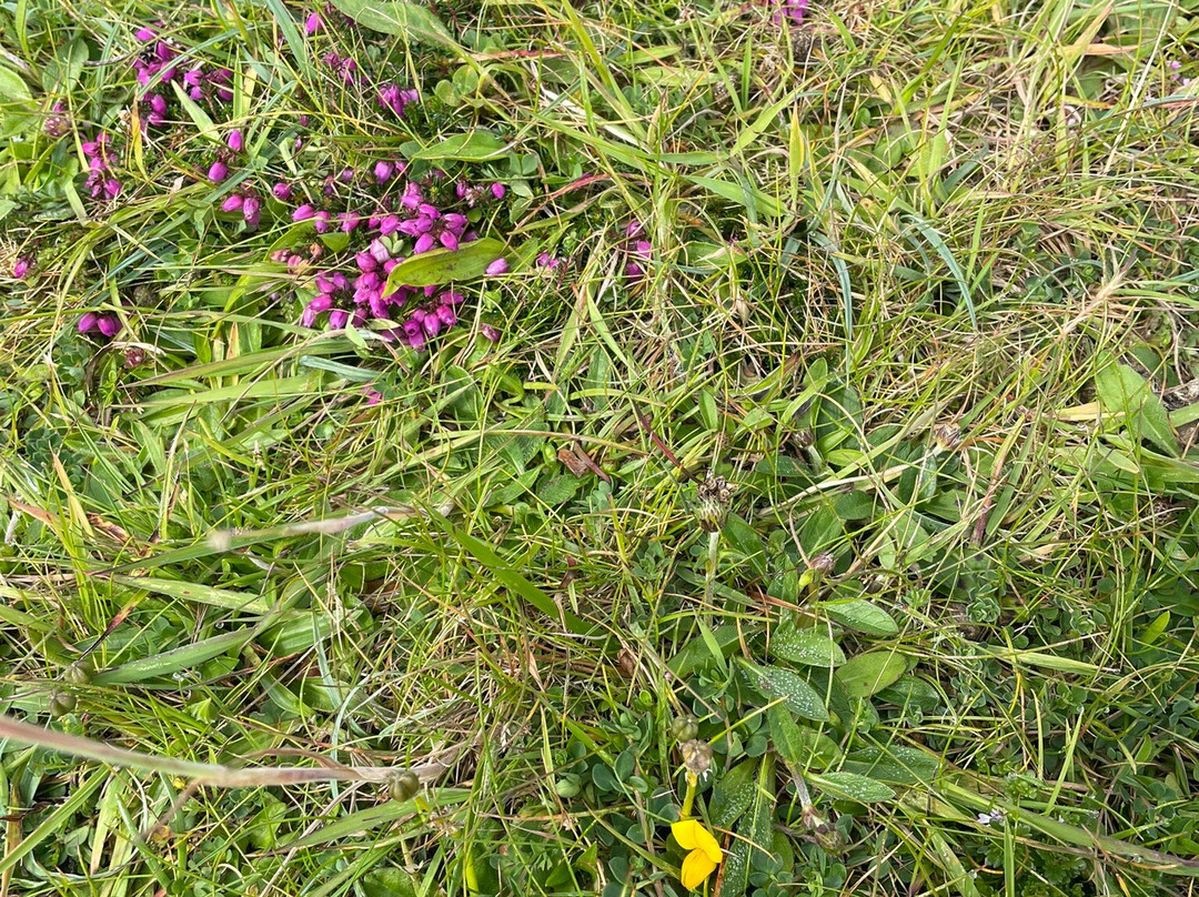 Shetland Nature景点图片